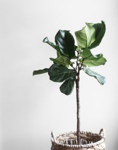 funeraria belo horizonte