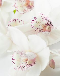 funeraria belo horizonte